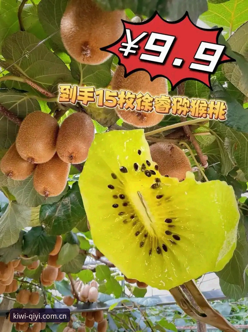 奇异果体育操作简单 奇异果体育操作简单 vs 复杂平台:哪个才是真正的高效选择?